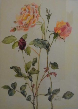 Roses, botanical watercolor